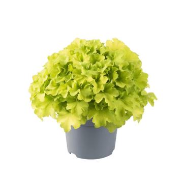 Heuchera villosa Carnival Lime beschikbaar voor biedingen