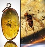 Barnsteen - Eocene Era BALTIC AMBER – Beautifully Preserved