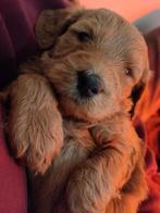 Labradoodle  droompjes bij Doodledream, Parvo, Nederland, Overige rassen, 8 tot 15 weken