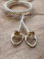 Slang Taxidermie volledige montage - Trimeresurus albolabris, Antiek en Kunst