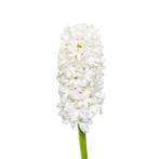 Bloembollen - 40 x Hyacint White Blush - wit, Verzenden, Voorjaar, Volle zon, Bloembol