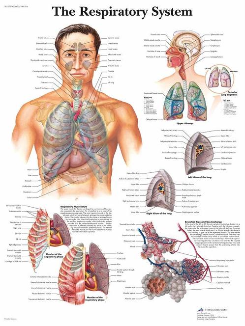 Anatomie poster ademhaling (50x67 cm) + ophangsysteem, Sport en Fitness, Overige Sport en Fitness, Nieuw, Verzenden