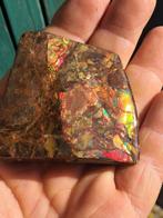 Ammoliet - Fossiel fragment - Placenticeras - 5.7 cm - 5.6