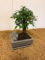 Japanese iep bonsai (Zelkova) - Hoogte (boom): 19 cm -