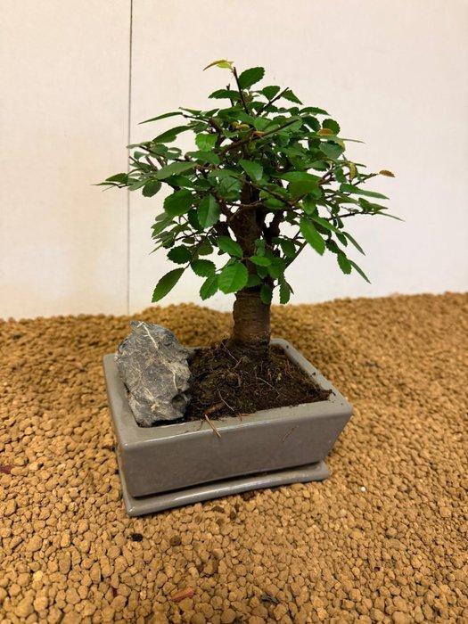 Japanese iep bonsai (Zelkova) - Hoogte (boom): 19 cm -, Antiek en Kunst, Curiosa en Brocante