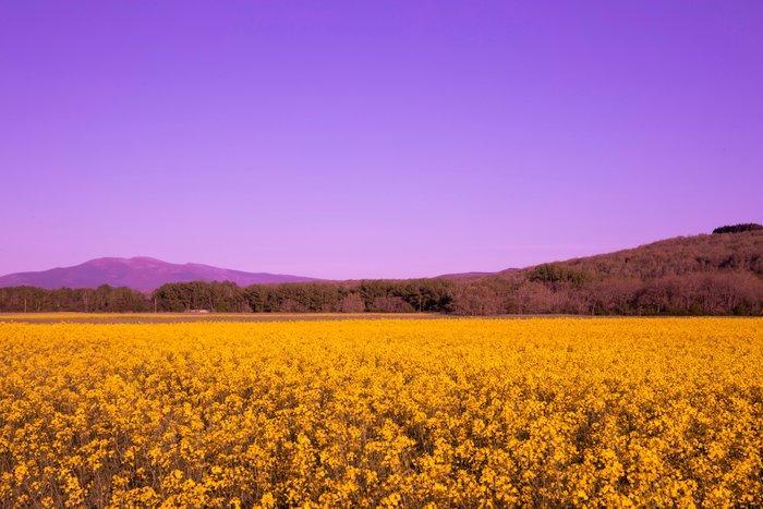 Viet Ha Tran - Purple sky, Antiek en Kunst, Kunst | Designobjecten