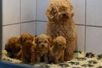 Raszuivere Toy / Dwergpoedel Puppies - Onwijs Mooi/zie VIDEO, Poedel, Nederland, Parvo, 8 tot 15 weken