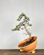 Den bonsai (Pinus) - Hoogte (boom): 60 cm - Diepte (boom):
