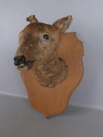 Ree Taxidermie wandmontage - Capreolus capreolus - 42 cm -, Verzamelen, Dierenverzamelingen, Nieuw