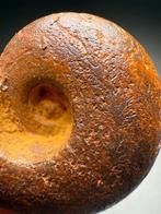 Zeldzame Limoniet Amm hore - Gefossiliseerde schelp -, Verzamelen, Mineralen en Fossielen