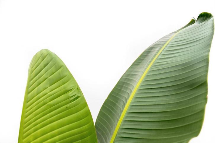 Actie Strelitzia Augusta | 220cm - Ø30cm nu voor 141.95, Huis en Inrichting, Kamerplanten, Verzenden