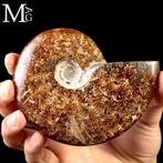 Eerste Kwaliteitskeuze Fossil Cleoniceras Ammonite - Pure