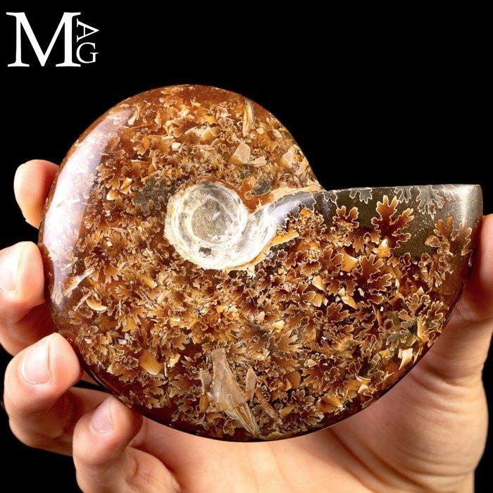 Eerste Kwaliteitskeuze Fossil Cleoniceras Ammonite - Pure, Verzamelen, Mineralen en Fossielen