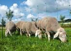 Schapennet GROEN 90cm x 50m, Dieren en Toebehoren, Ophalen of Verzenden, Nieuw