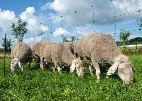 Schapennet GROEN 90cm x 50m, Dieren en Toebehoren, Overige Dieren-accessoires, Nieuw, Ophalen of Verzenden