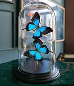 Echte blauwe keizervlinders onder stolp Taxidermie volledige, Nieuw