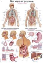 Anatomie poster spijsvertering (Duits/Engels/Latijn, kuns..., Verzenden, Nieuw