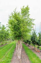 Betula nigra meerstammig 300-350, Tuin en Terras