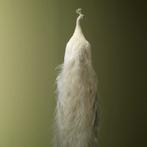 Witte Pauw Taxidermie Opgezette Dieren By Max, Verzamelen, Dierenverzamelingen, Ophalen of Verzenden, Nieuw, Vogel, Opgezet dier