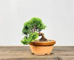 Hinoki cipres bonsai (Chamaecyparis obtusa) - Hoogte (boom):