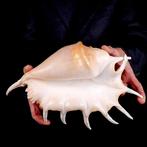Spider Conch - van topkwaliteit - grote maat - Bawe-eilanden, Verzamelen, Nieuw