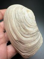 Fossiele Geoduck - Gefossiliseerde schelp - Panopea, Verzamelen, Mineralen en Fossielen