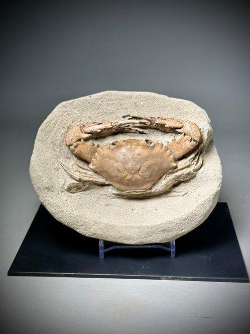 Reuzencomplete stekelige krab, 5 miljoen jaar oud - Alle, Verzamelen, Mineralen en Fossielen