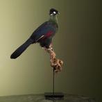 Hartlaubs Toerako Taxidermie Opgezette Dieren By Max, Ophalen of Verzenden, Nieuw, Vogel, Opgezet dier