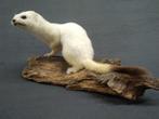 Stout - Hermelin Taxidermie volledige montage - Mustela, Nieuw