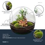 DIY Planten terrarium tweedelig bolglas - Dome XL Bonsai - Ø, Verzenden
