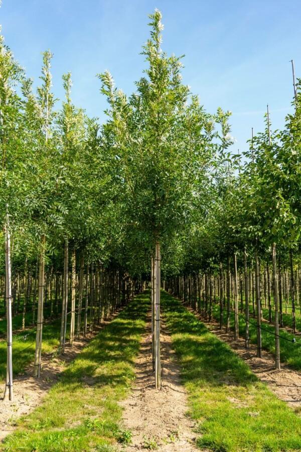 Fraxinus excelsior hoogstam 18/20, Tuin en Terras, Planten | Tuinplanten