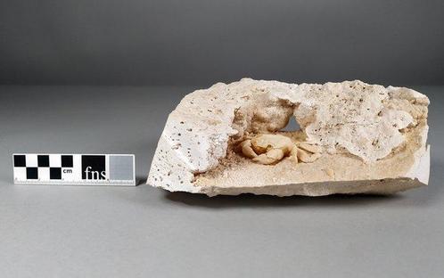 Vleermuiskreeft Pantser - Harpactocarcinus punctulatus - 20, Verzamelen, Mineralen en Fossielen