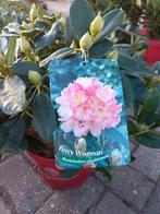 Rhododendron Hybr. Easydendron Percy Wiseman 40cm, Tuin en Terras, Planten | Bomen, Ophalen