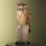 Europese Oehoe Taxidermie Opgezette Dieren By Max, Ophalen of Verzenden, Nieuw, Vogel, Opgezet dier
