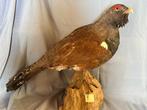 Ruigpoothoender Taxidermie volledige montage - Tetrao, Verzamelen, Nieuw