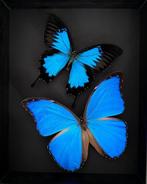 Vlinder Taxidermie volledige montage - Magnifique Envol de