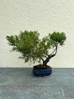 Jeneverbes bonsai (Juniperus) - Hoogte (boom): 28 cm -