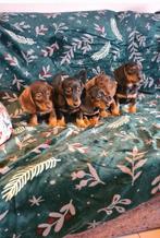 dwergteckel puppies!, Dieren en Toebehoren, Parvo, 8 tot 15 weken, Meerdere, Nederland