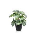 Kunstplant - Peperomia Argyreia - Watermelon -25 cm, Verzenden, Nieuw