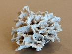 Koraal Koraal - Pocillopora, Nieuw