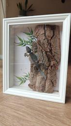 Gekko Taxidermie volledige montage - Ptychozoon Kuhli - 30