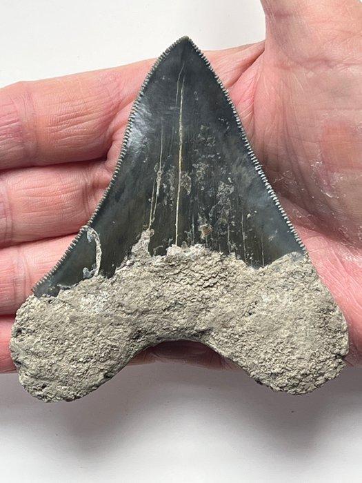 Megalodon tand 9,9 cm - Fossiele tand - Carcharocles, Verzamelen, Mineralen en Fossielen