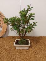 Azalea bonsai (Rhododendron) - Hoogte (boom): 30 cm - Diepte