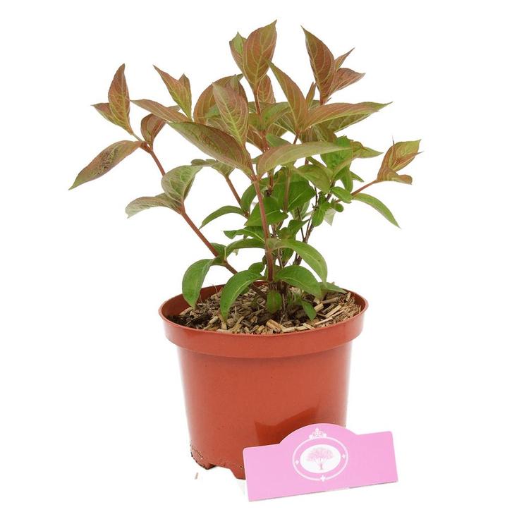 Weigela Wings of Fire, Tuin en Terras, Planten | Tuinplanten, Verzenden