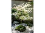 Witte Japanse Esdoorn Acer Ugigumo new, Huis en Inrichting, Kamerplanten, Verzenden