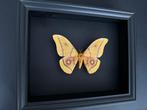 Vlinder Taxidermie volledige montage - Splendide papillon de, Nieuw