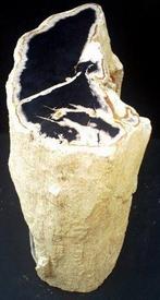 Fossiel hout - Gefossiliseerd hout - Dipterocarpus sp.