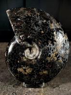 ammoniet met ematiet - Gefossiliseerd dier - cleoniceras sp.