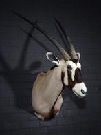 Large Gemsbok Schedel - Oryx gazella - 75 cm - 135 cm - 80, Verzamelen, Dierenverzamelingen, Nieuw