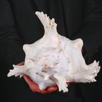Extra grote Ramose Murex - zeeslak schelp - Zeeschelp -, Nieuw